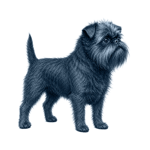 Affenpinscher