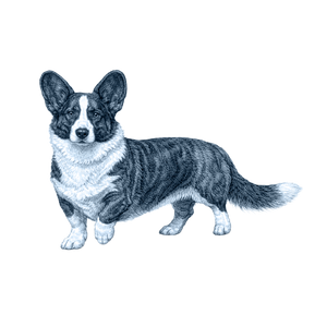 Cardigan Welsh Corgi