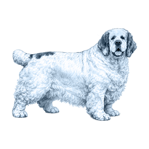 Clumber Spaniel