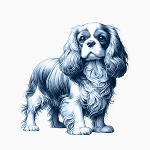 Cavalier King Charles Spaniel
