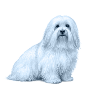 Coton de Tulear