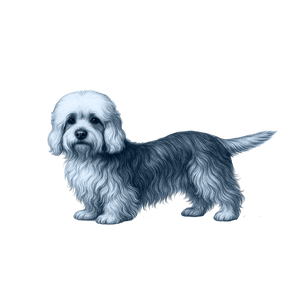 Dandie Dinmont Terrier