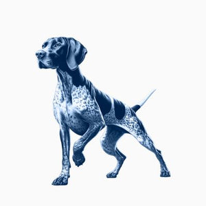 German Shorthaired Pointer