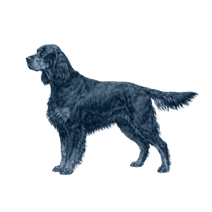 Gordon Setter