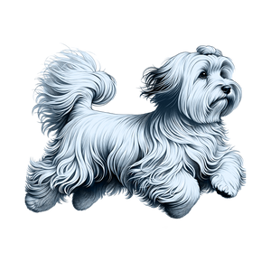 Havanese