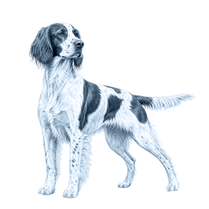Irish Red and White Setter