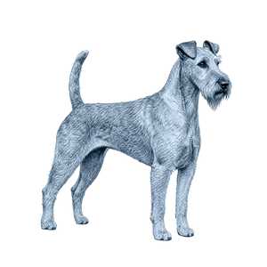 Irish Terrier