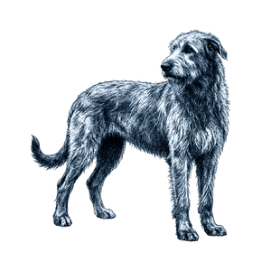 Irish Wolfhound
