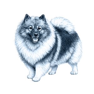 Keeshond