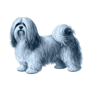 Lhasa Apso