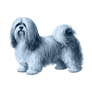 Lhasa Apso