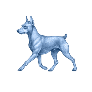 Miniature Pinscher