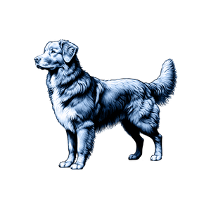 Nova Scotia Duck Tolling Retriever