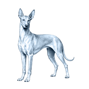 Pharaoh Hound