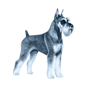 Standard Schnauzer