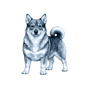 Swedish Vallhund