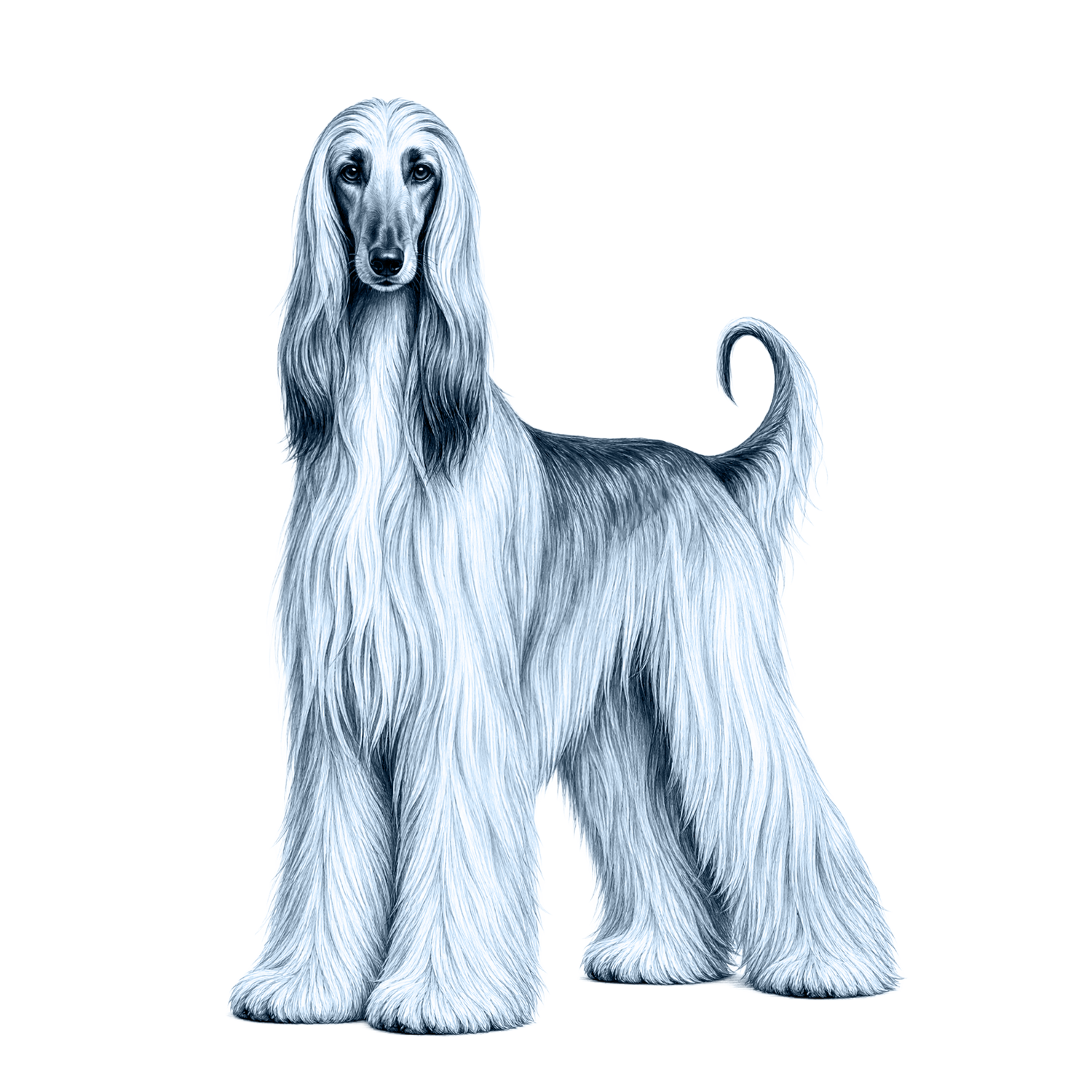 Afghan Hound
