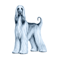 Afghan Hound toile