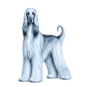 Afghan Hound