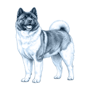 Akita