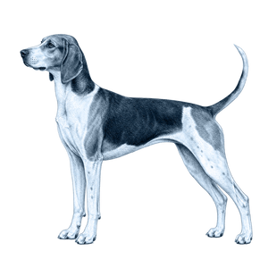 American Foxhound