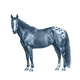 Appaloosa Horse toile