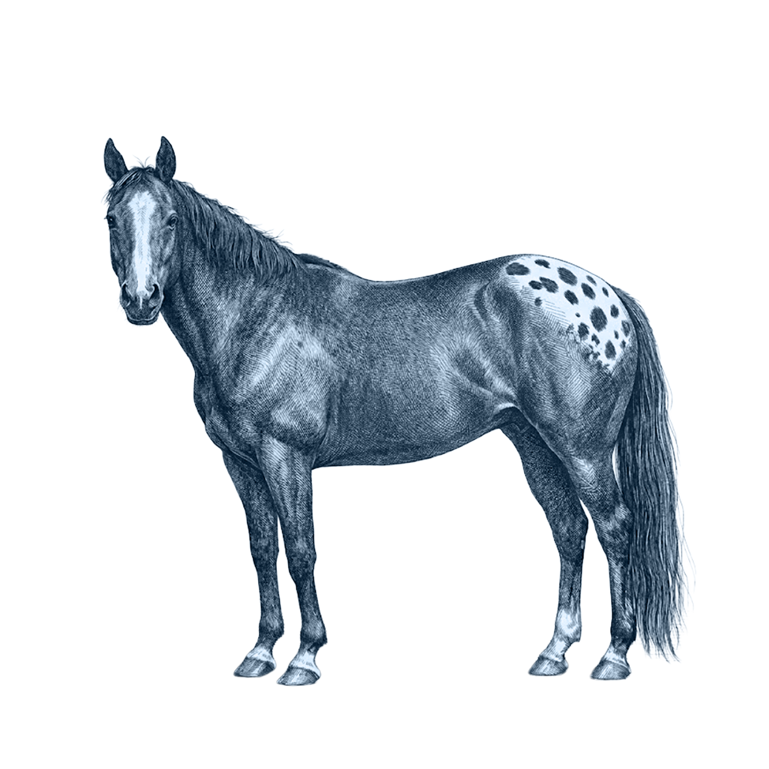Appaloosa Horse