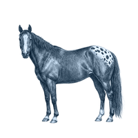Appaloosa Horse toile