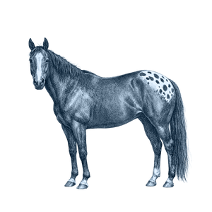 Appaloosa Horse