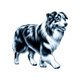 Australian Shepherd toile