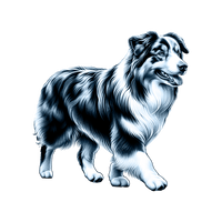 Australian Shepherd toile