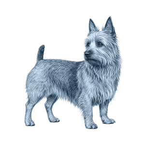 Australian Terrier