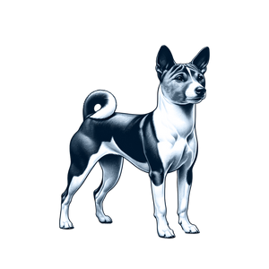 Basenji
