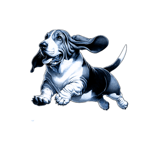 Basset Hound
