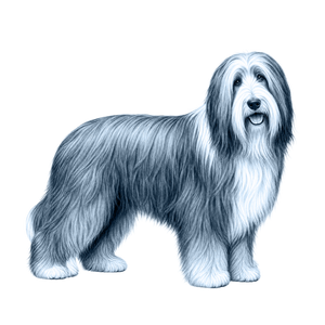 Bearded Collie