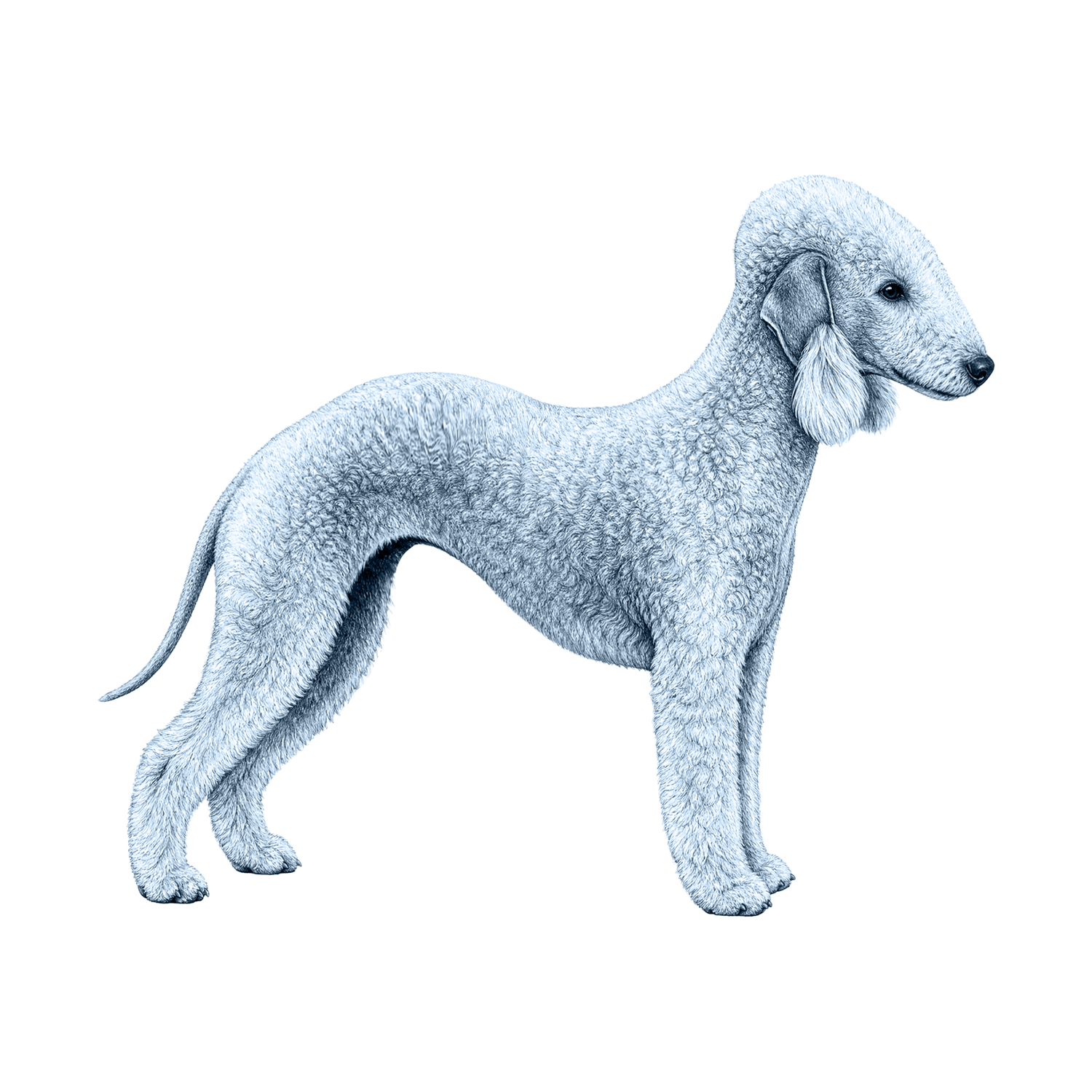 Bedlington Terrier
