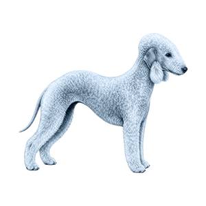 Bedlington Terrier