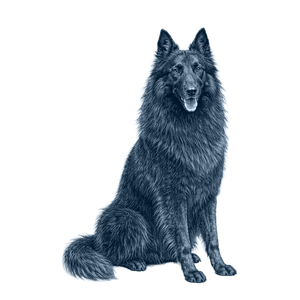Belgian Sheepdog (Groenendael)