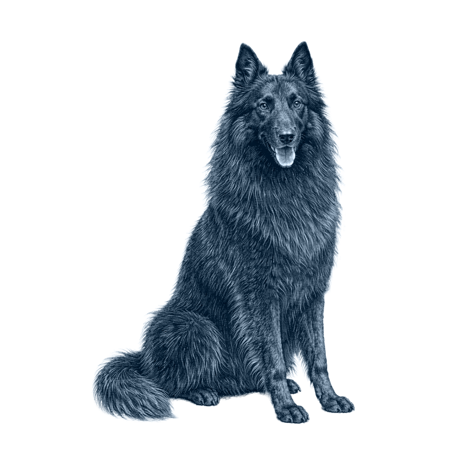 Belgian Sheepdog (Groenendael)
