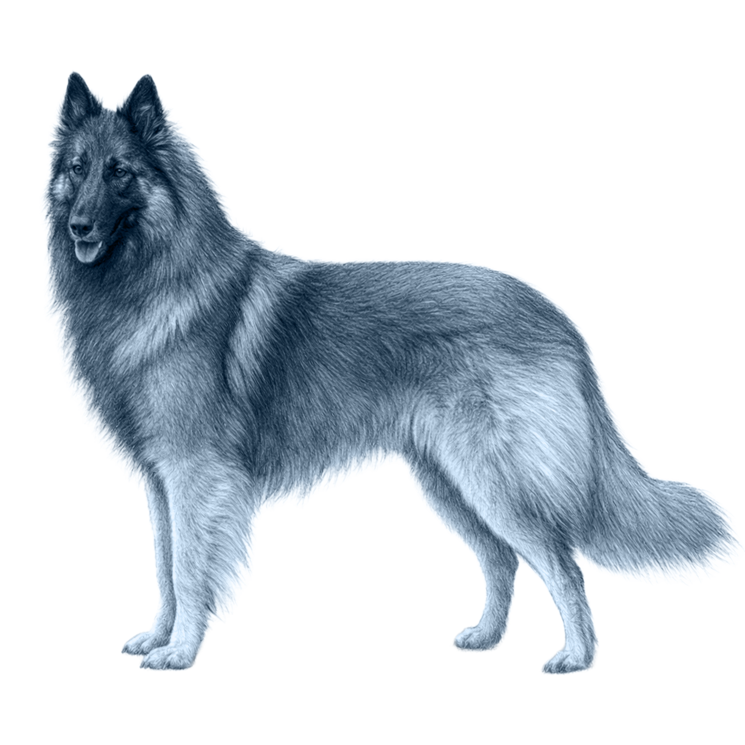 Belgian Tervuren