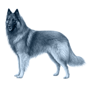 Belgian Tervuren