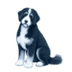 Bernedoodle toile