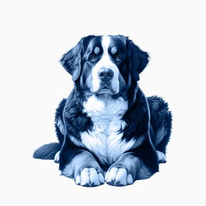 Bernese Mountain Dog