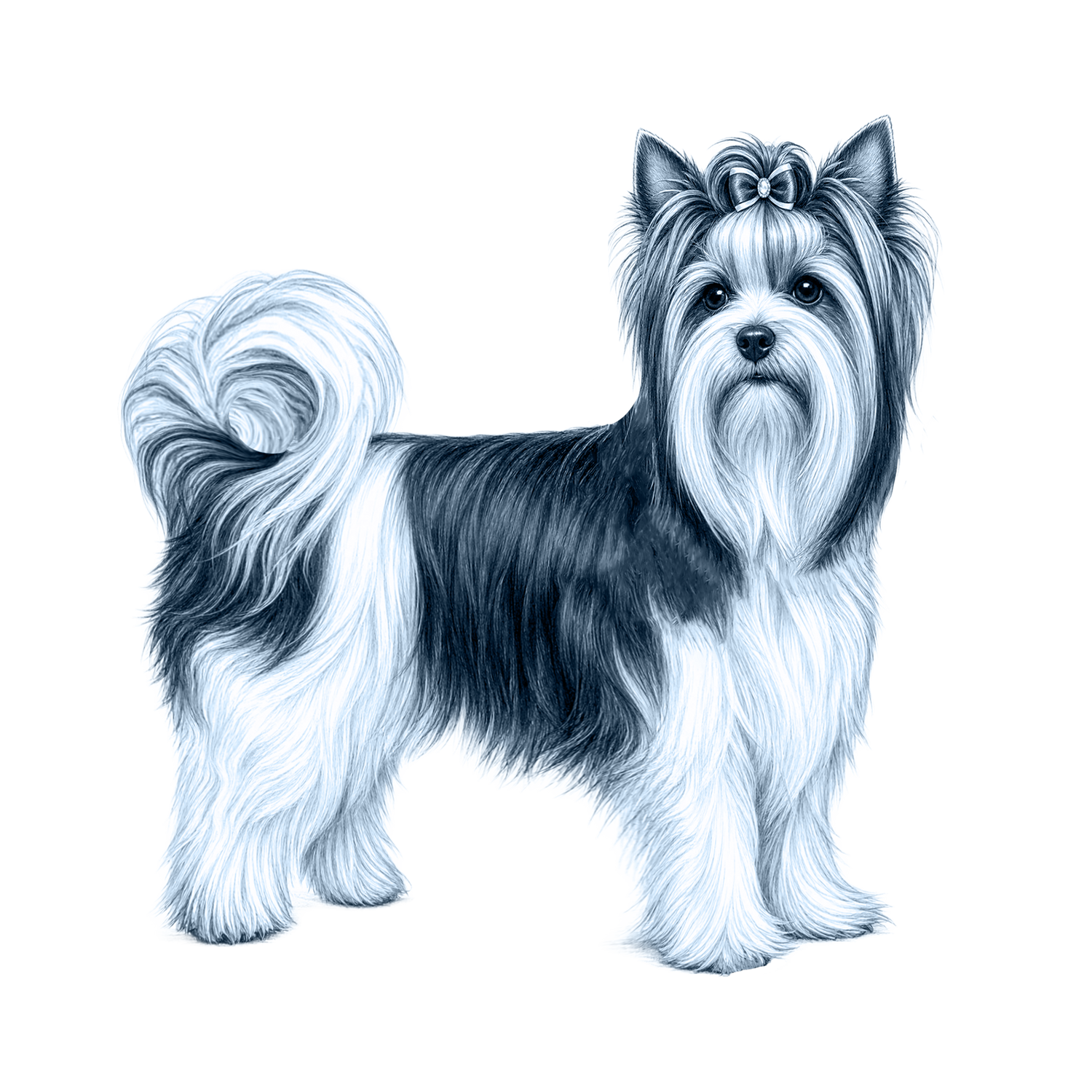 Biewer Terrier