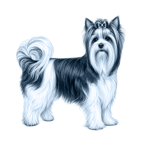 Biewer Terrier