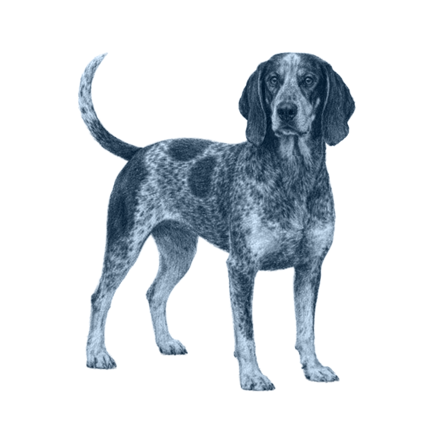 Bluetick Coonhound
