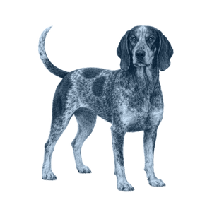 Bluetick Coonhound