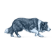 Border Collie toile