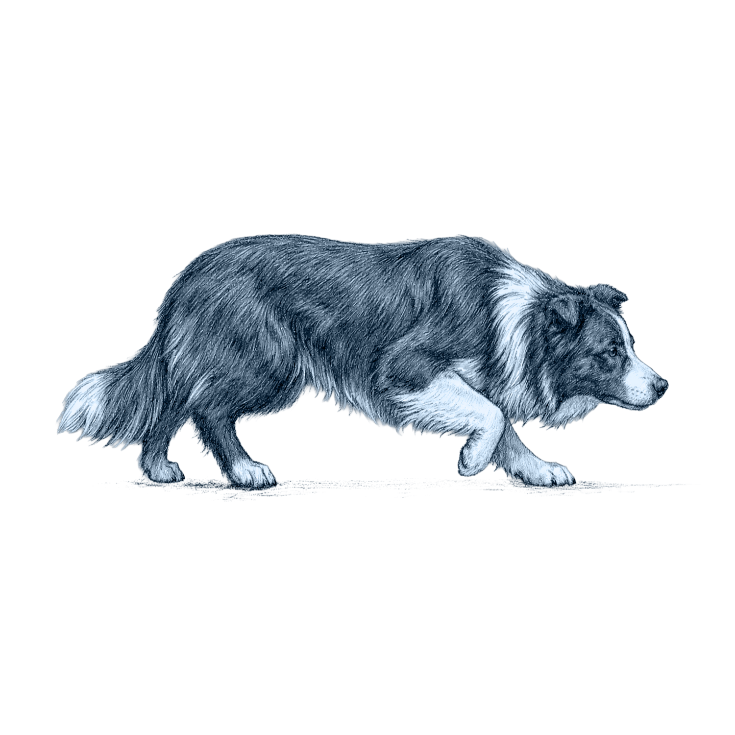 Border Collie