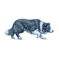 Border Collie toile